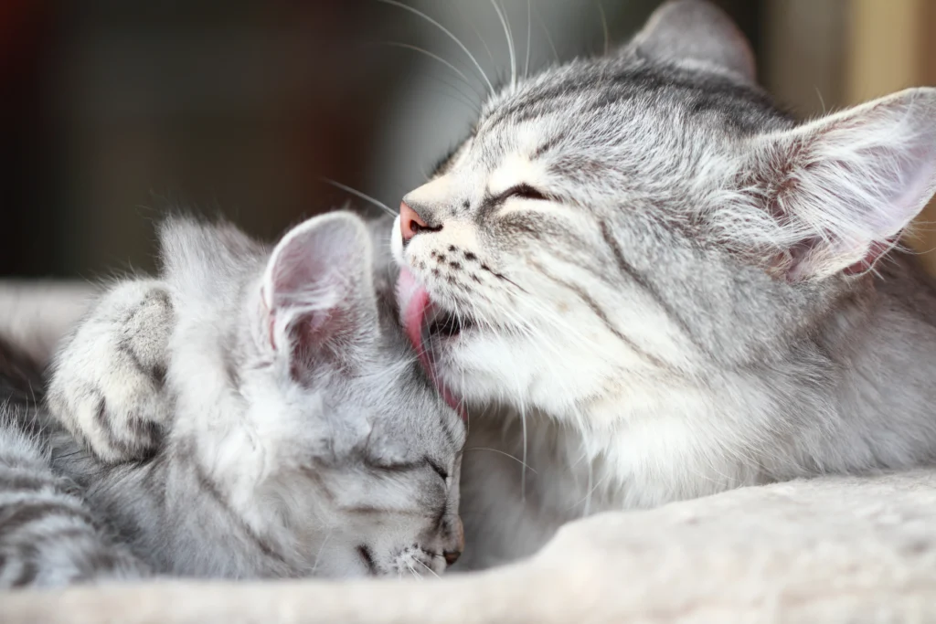 Why do cats groom each other