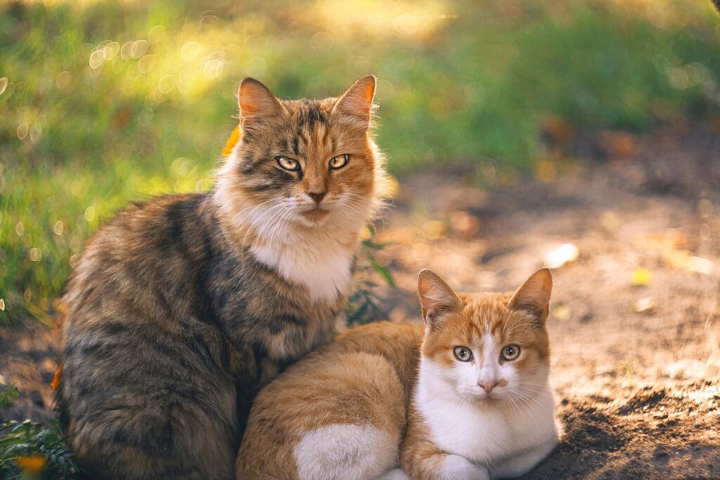 How to tell if your cat is in heat