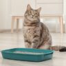 How to train a cat to use the litter box