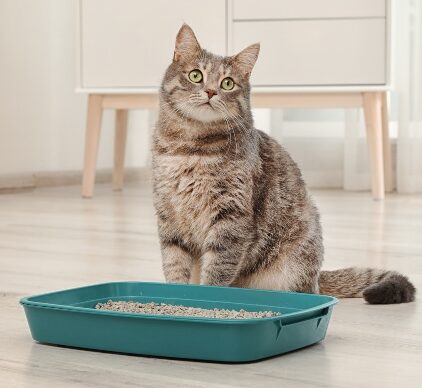 How to train a cat to use the litter box