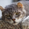 Common Health Issues in Older Cats