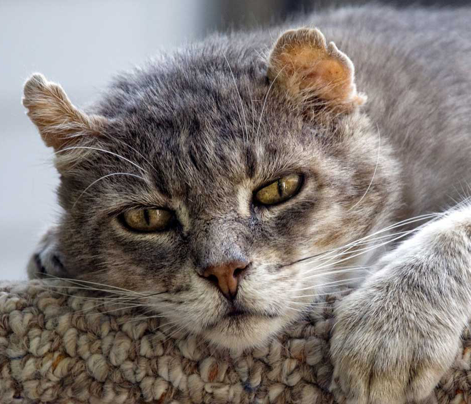 Common Health Issues in Older Cats