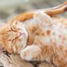 Get Rid of Fleas on Cats