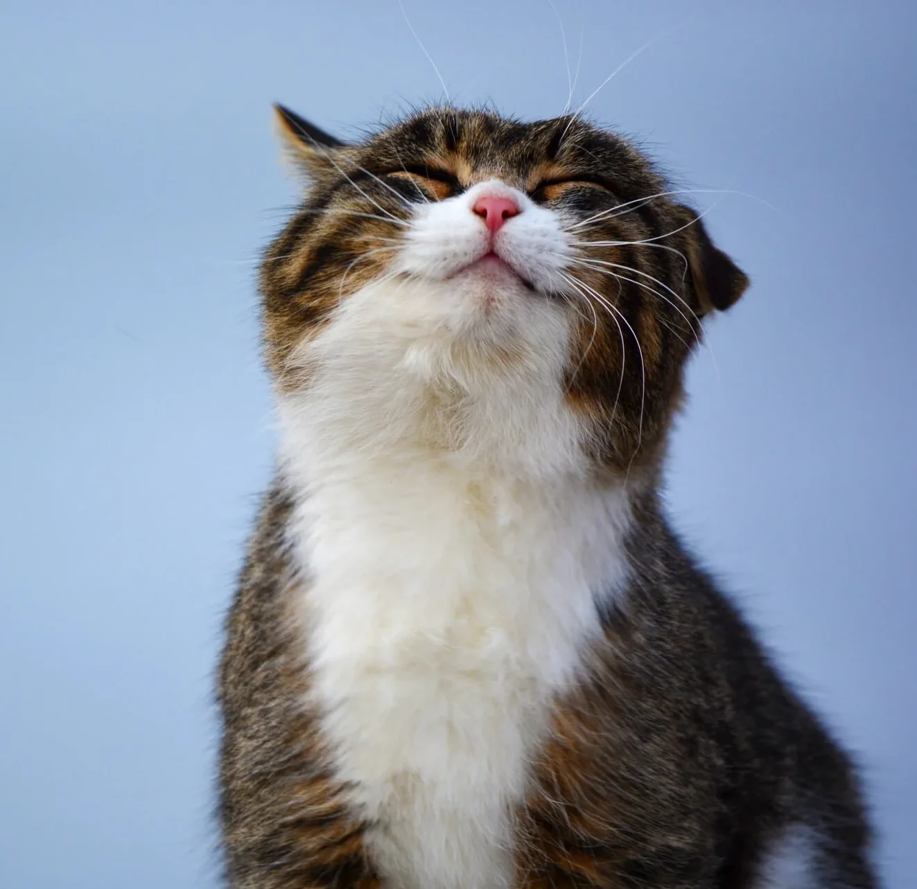 Signs your cat is happy and healthy