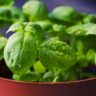 Is Basil safe for cats and can cats eat Basil