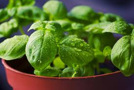 Is Basil safe for cats and can cats eat Basil