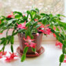 Are Christmas cactus poisonous to cats