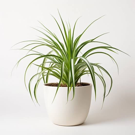 spider plants toxic to cats