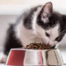 What to Feed a Kitten for Optimal Growth