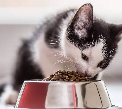 What to Feed a Kitten for Optimal Growth