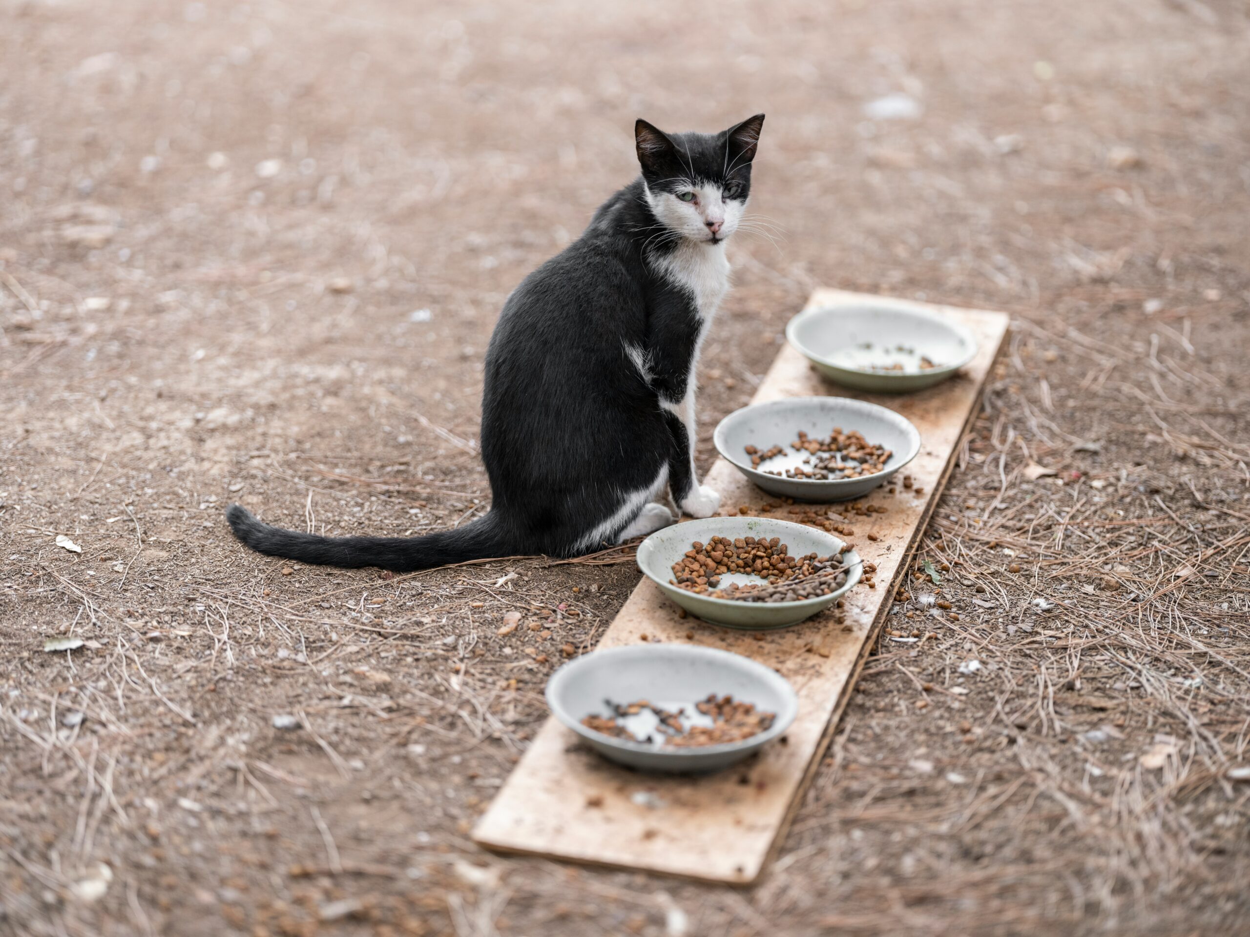 a black and white cat sitting on the ground next to bowls of food