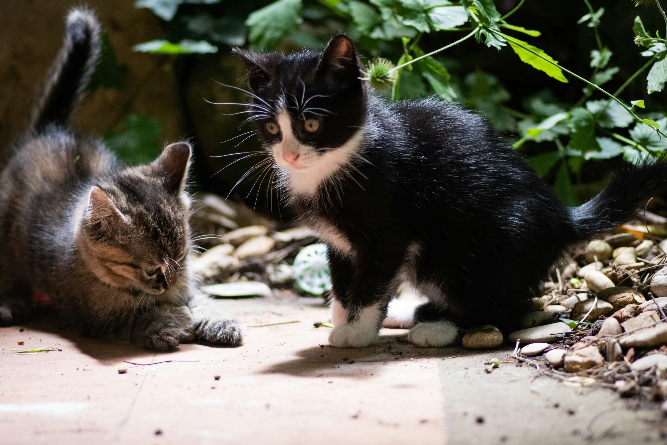 Socializing Your Kitten